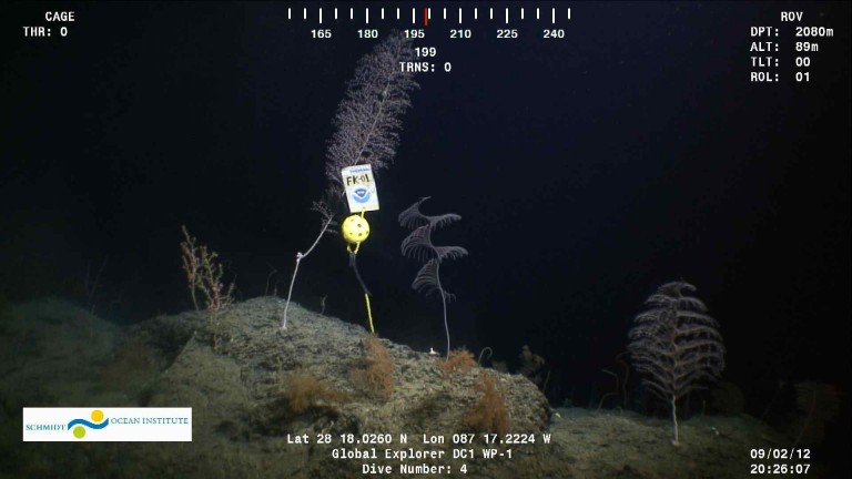 The first physical marker FK-01 was deployed near a coral site featuring golden corals Chrysogorgia and Iridogorgia, black coral Stauropathes, and a Paramuricea octocoral with brittle star.