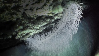 Glass sponge in the Perth Canyon. 