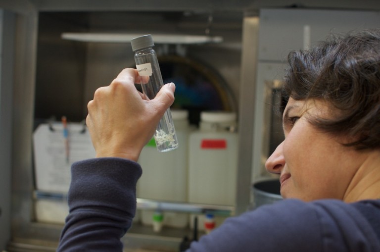 Molecular ecologist Dr. Iliana Baums observes samples of deep-sea corals during an experiment at sea aboard R/V Falkor.