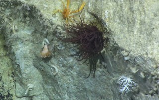 An assemblage of deep sea animals in the Perth Canyon. 
