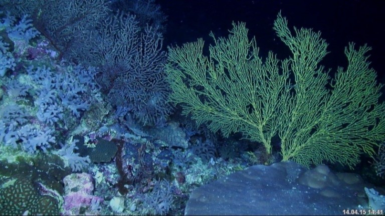 Deeper more exposed sites support a rich diversity of corals and filter feeders.