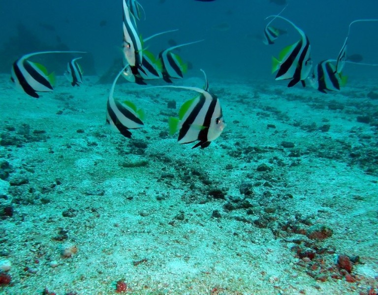 Reef fish are abundant and diverse. Over 330 species of fish, sharks and seasnakes have been found on a single shoal. 