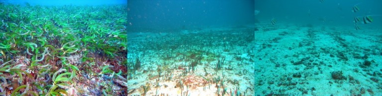 Images from 2010, 2011 and 2013 showing of change in a seagrass habitat at Vulcan Shoal.