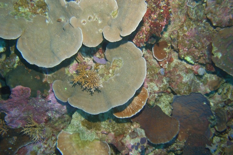 Corals of the deeper mesophotic reef in South Scott Lagoon.