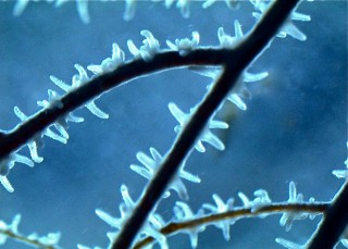 Microscope view of a black coral. 