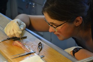 PhD Candidate Mackenzie Gerringer dissecting a hadal snailfish