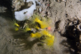 Dendrophyllia and other white corals in the Mediterranean