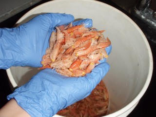 A bucketful of amphipods from the hadal zone.