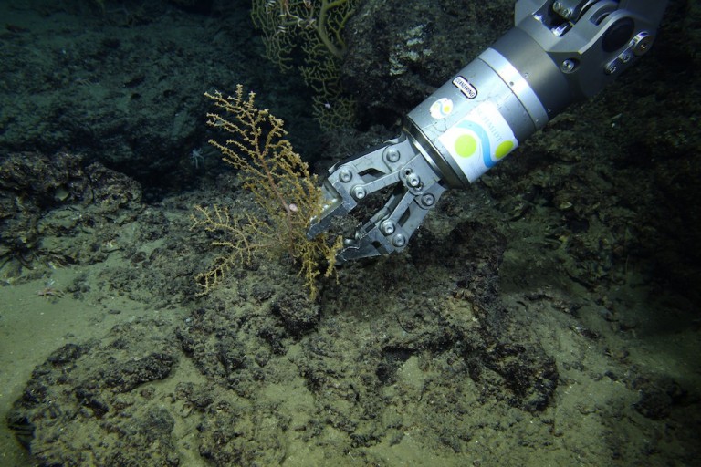 Branches of the deep-sea coral Paramurecia were collected for shipboard laboratory experiments.