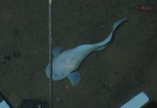 Snailfish in the Mariana Trench, 6200 meters.