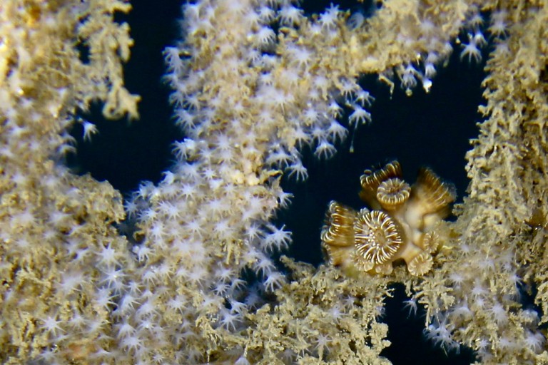 Close view of a small clump of cup hard corals within a soft coral frame. 