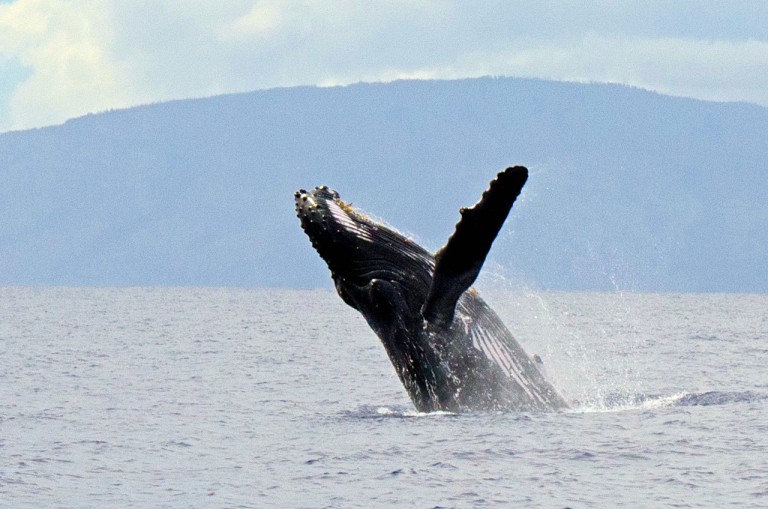 An incredible humpback breach. (All whale photos taken under US NOAA Permit No. 14682)