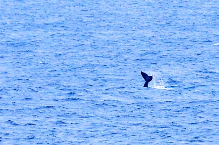 One of the many humpback whales spotted during today's training. 