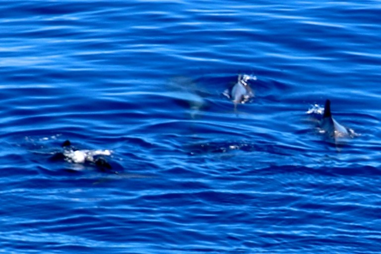 The pilot whales sighted early on.