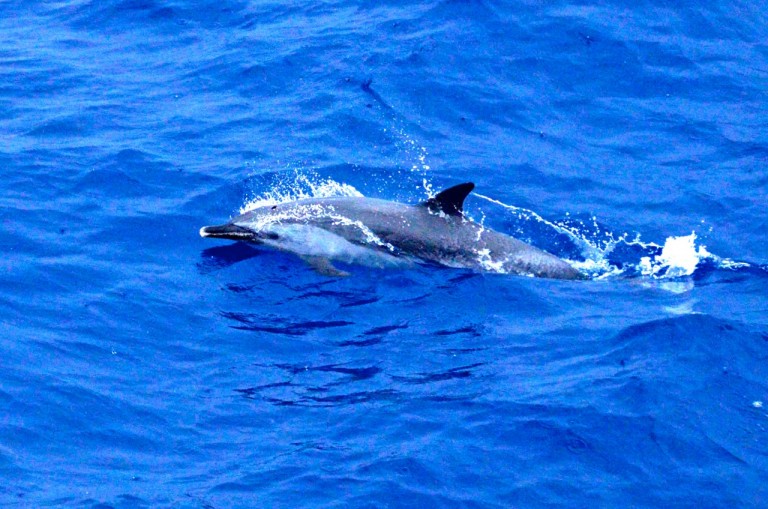 One of the spotted dolphins.