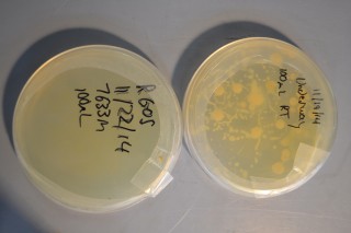 A comparison of microbes plated from surface water versus those from deep water within the trench.