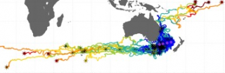 Drifters released (asterisks) and pathways relative to Tasman Sea sampled stations (purple) 