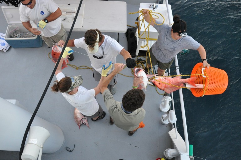 Science team uses longline "300lb test" to bring aboard, measure, tag, and release samples