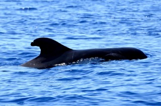 A close view of a short-finned pilot whale dorsal fin. Notches and scars like the ones seen here allow researchers to identify specific animals. All marine mammal photos taken under NOAA NMFS Permit No. 14682.