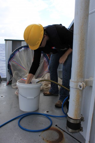 Kate collects the zooplankton off the ring net by rinsing it carefully with fresh sea water.