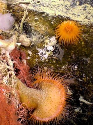 he Venus flytrap anemone has been recorded in Western Australian waters for the first time. 