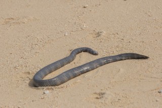 A sea snake on the sandbar island. 