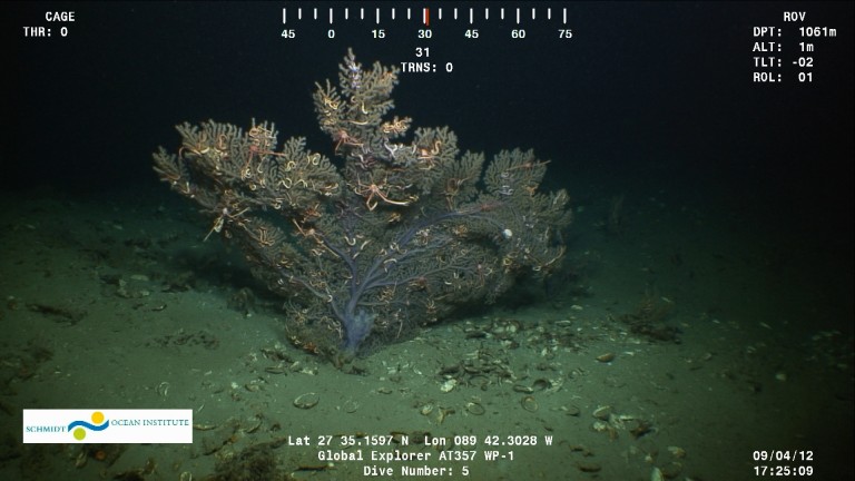 A large purple Paramuricea with many brittle star and squat lobster associates. 