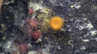 Anthomastus: A group of Anthomastus soft corals with their polyps extended right next to a brilliant yellow sea anemone. The knobbly pink lump is an Anthomastus with its polyps retracted. 