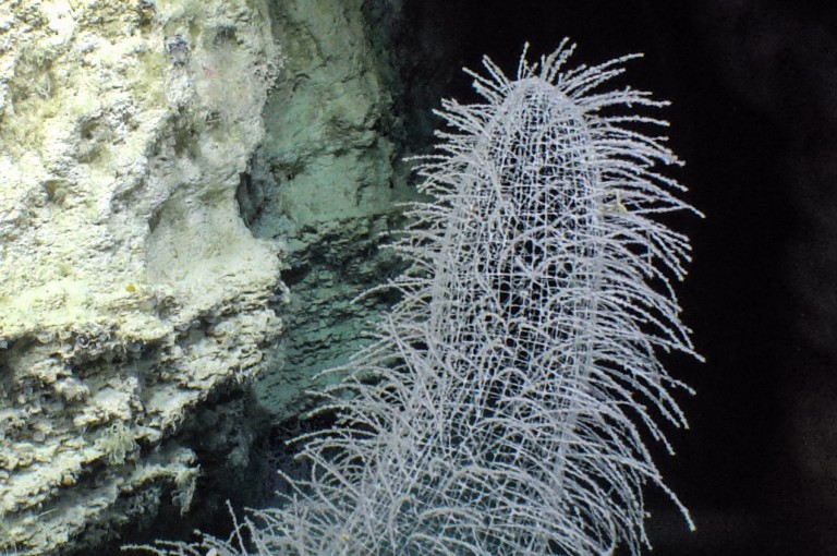 Close up photo of the top of a glass sponge in the Perth Canyon. 