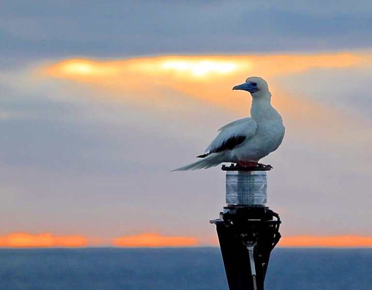 A red-footed booby on Falkor's mast.