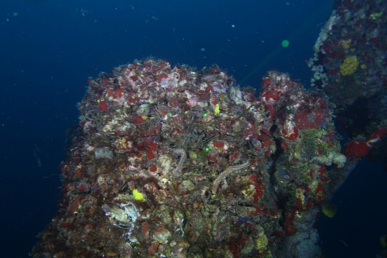 Reef support hosts segmented worms such as the Bearded Fireworm or Hermodice carunculata.