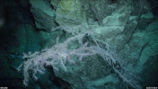 Deep sea Bamboo coral in the Perth Canyon. 