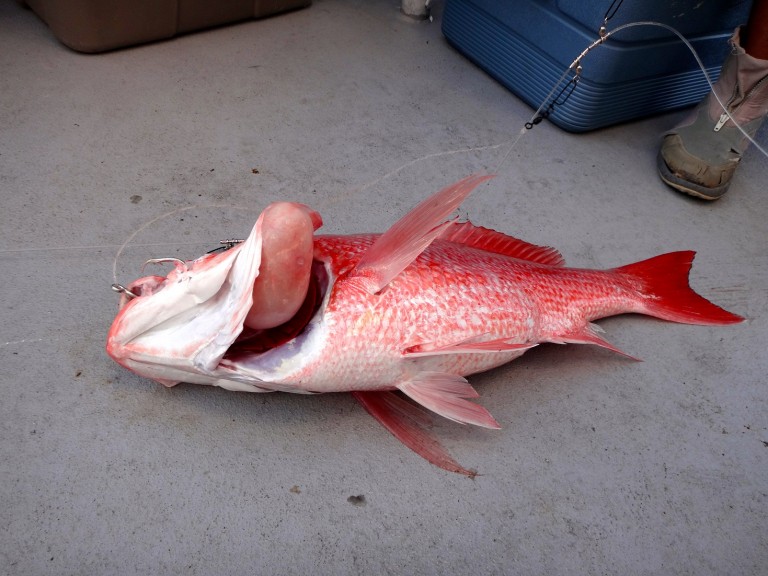 Red snapper with a 'barotrauma' Fish brought rapidly to the surface through the water column suffer from barotrauma.
