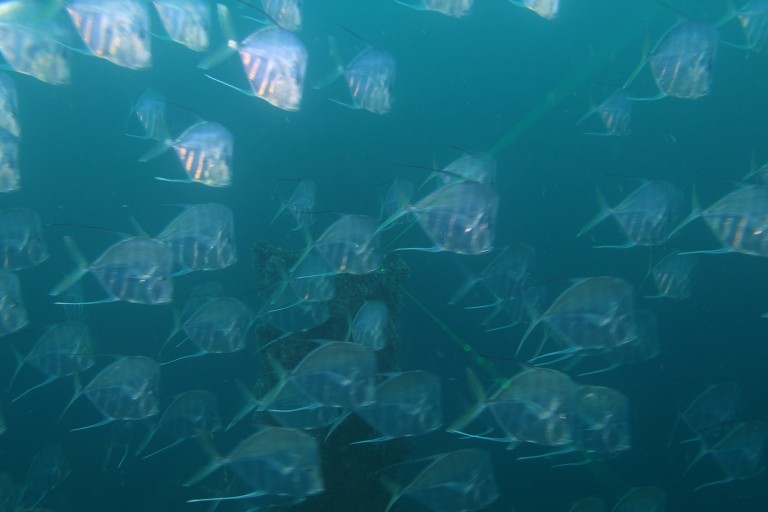 Fish abundant from the start of the dive.