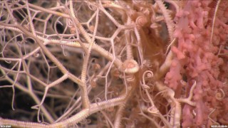 Close-up of a bright pink Basket star fish (Gorgonocephalidae).