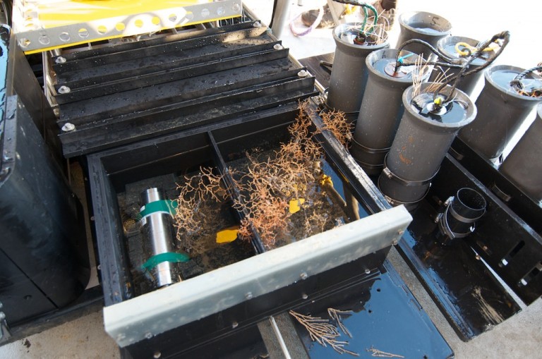 Several coral samples were collected into the insulated "bio box" and six collection quivers.