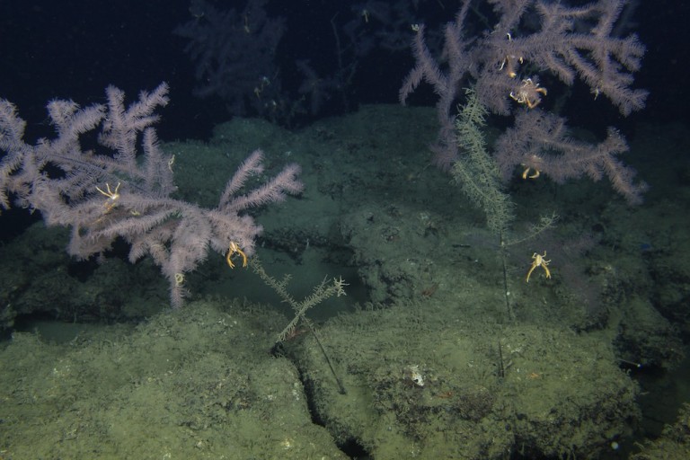 ROV image of a deep-sea coral community in the northern Gulf of Mexico.