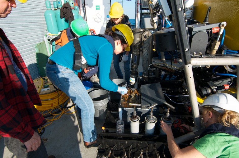 Graduate student Dannise Ruiz extracts a specimen of Leiopathes, a deep-sea coral collected from 500 meters depth. 