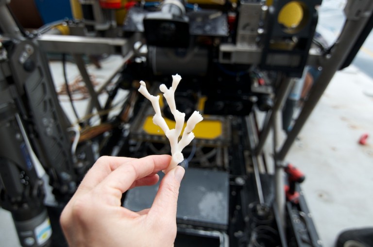 Small branches of Lophelia, a deep-sea stony coral, were collected for live transport back to the Cordes laboratory at Temple University. 