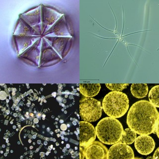 Plankton are amazing, beautiful unicellular creatures.