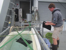 Having retrieved water samples from the last CTD profile, Pete Strutton sets up nutrient incubation experiments using mesh bags to simulate different light levels.
