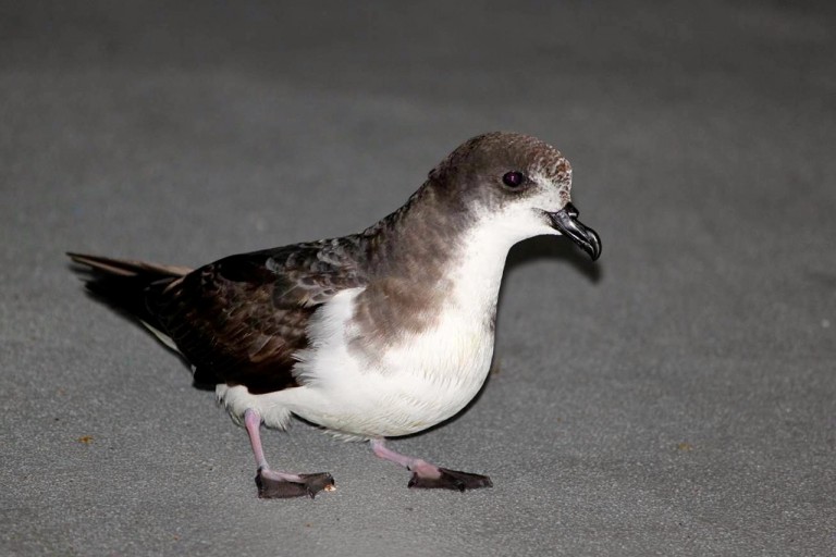 A Bonin petrel that decided to visit the strange green moving island.