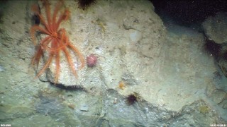 Brisingid: The long-armed orange seastar on the left belongs to the Brisingida.