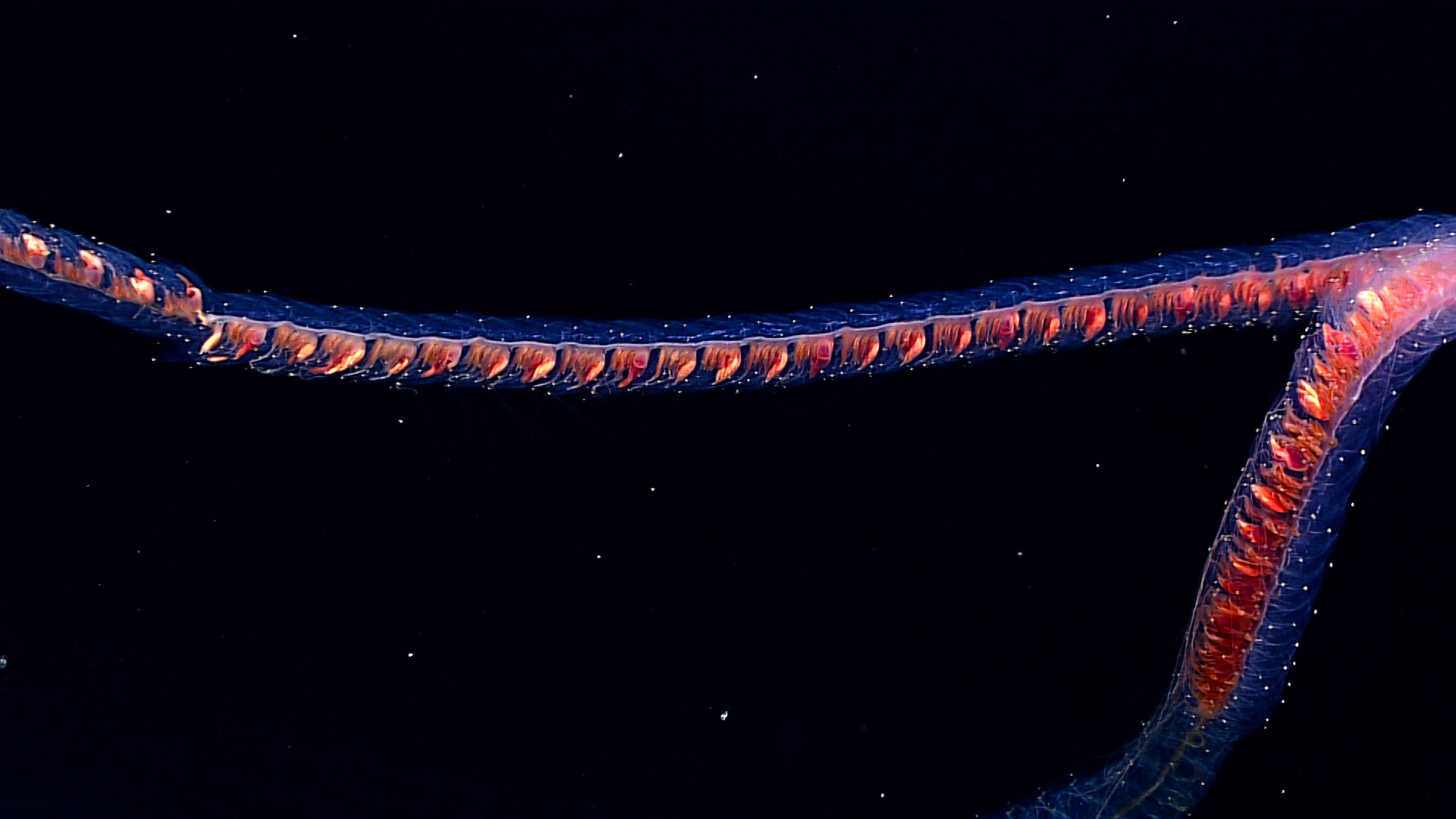 Creature Report Siphonophores Schmidt Ocean Institute