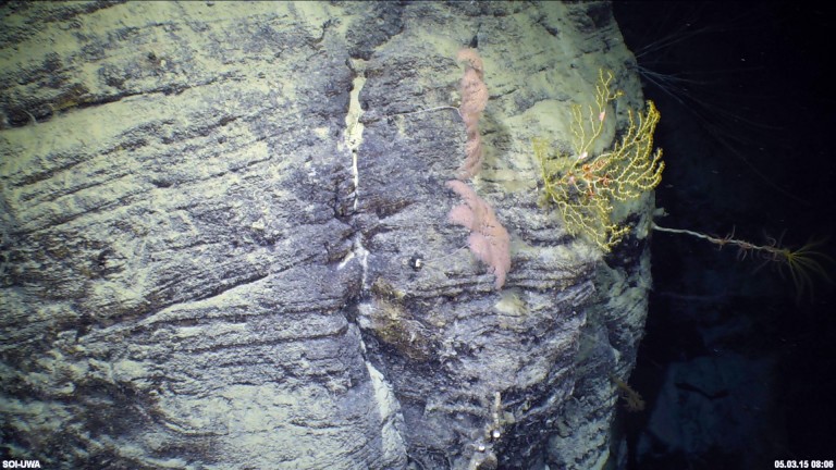 Metallogorgia: Two pink Metallogorgia corals are bent with the current at a depth of 1500 m. 