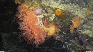 Deep sea assemblage including a Flytrap anemone and Basket star: The venus flytrap anemone is clinging to the stem of a soft coral, while a basket star has all of its arms extended into the water column to feed.