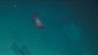 Purple sea cucumber (Enypniastes spp.) in the depths of the Perth Canyon. 