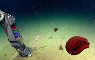ROPOS manipulator arm collecting a sea pen wrapped with a brittle star as red jellies go past.
