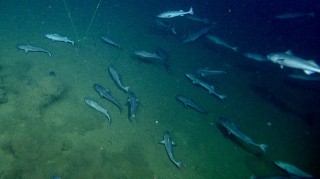 he school of sablefish that followed ROPOS on the second dive.
