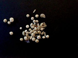A.Rossen Foraminifera Single Celled Animals That Build An Elegant Test Or Shell